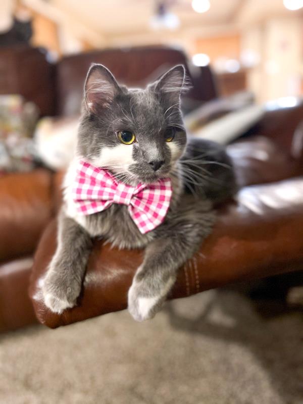 /Images/uploads/Cuddles Cat Cafe/uvac/entries/18152thumb.jpg